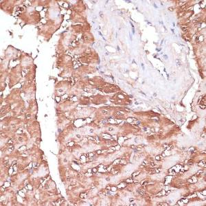 Immunohistochemistry analysis of paraffin-embedded rat heart using Anti-Gemin 5 Antibody (A93227) at a dilution of 1:100 (40X lens)