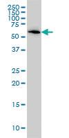 Anti-B4GALNT1 Mouse Monoclonal Antibody [clone: 5F9]