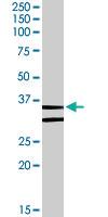 Anti-GPR3 Goat Polyclonal Antibody