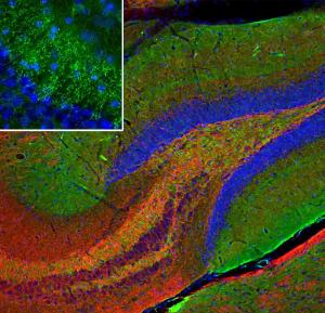 Anti-beta Synuclein Mouse Monoclonal Antibody [clone: 6A10]