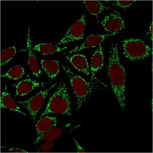 Antibody A252070-100 100 µg