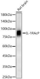 Anti-IL-1RAcP antibody