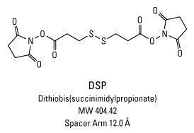 DSP (Dithiobis(succinimidyl propionate)), Pierce™