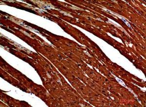 Immunohistochemical analysis of paraffin-embedded mouse heart using Anti-S100A1 Antibody