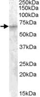 Anti-IGF2BP2 Goat Polyclonal Antibody