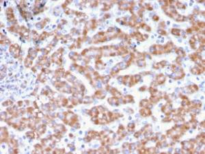 Immunohistochemical analysis of formalin-fixed, paraffin-embedded human liver using Anti-Prohibitin Antibody [PHB/3231]