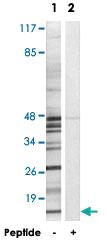 Anti-MRPS18C Rabbit Polyclonal Antibody