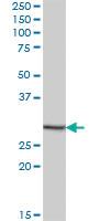 Anti-EFCAB2 Mouse Polyclonal Antibody