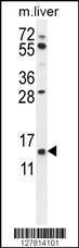 Anti-GTSF1 Rabbit Polyclonal Antibody (FITC (Fluorescein Isothiocyanate))