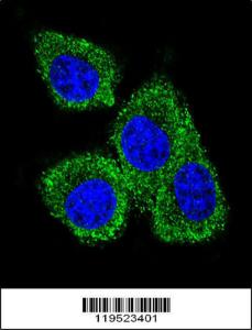 Anti-PIP Rabbit Polyclonal Antibody (PE (Phycoerythrin))