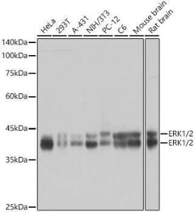 Western blot analysis of variou