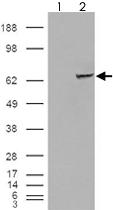 Anti-IGF2BP2 Goat Polyclonal Antibody