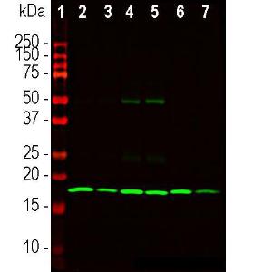 Anti-beta Synuclein Mouse Monoclonal Antibody [clone: 6A10]