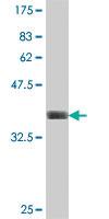 Anti-SPPL2A Mouse Polyclonal Antibody