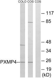 Anti-PXMP4 Rabbit Polyclonal Antibody