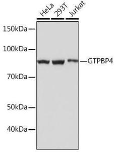 Antibody A305337-100 100 µl