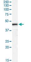 Anti-ILF2 Goat Polyclonal Antibody