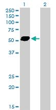 Anti-STAU2 Mouse Polyclonal Antibody