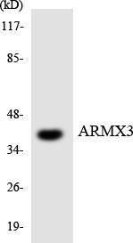 Western blot analysis of the lysates from COLO205 cells using Anti-ARMX3 Antibody