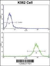 Anti-MDH2 Rabbit Polyclonal Antibody