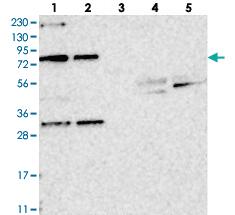 Anti-NOA1 Rabbit Polyclonal Antibody