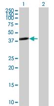 Anti-TWF2 Mouse Polyclonal Antibody