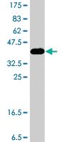 Anti-DDO Mouse Polyclonal Antibody