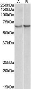 Anti-SERPINA3 Goat Polyclonal Antibody