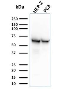 Antibody A252070-100 100 µg