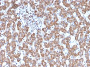 Immunohistochemical analysis of formalin-fixed, paraffin-embedded human liver using Anti-Prohibitin Antibody [PHB/3231]