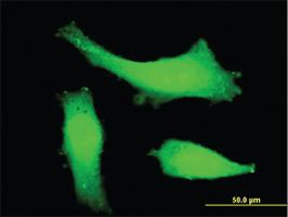 Anti-ITCH Mouse Monoclonal Antibody [clone: 1B8]