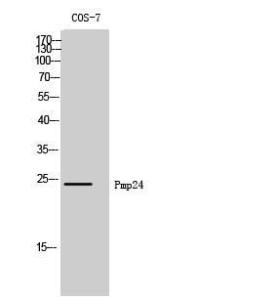 Anti-PXMP4 Rabbit Polyclonal Antibody