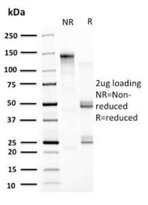 Antibody A252070-100 100 µg