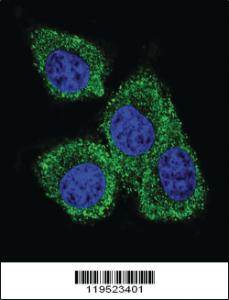 Anti-PIP Rabbit Polyclonal Antibody