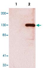 Anti-V5 Tag Monoclonal Antibody [clone: E10]