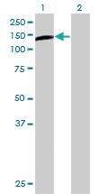 Anti-PLCL2 Mouse Polyclonal Antibody