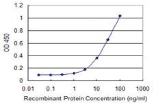 Anti-ITCH Mouse Monoclonal Antibody [clone: 1B8]