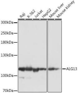 Western blot analysis of extracts of various cell lines, using Anti-ALG13 Antibody (A309145) at 1:1,000 dilution