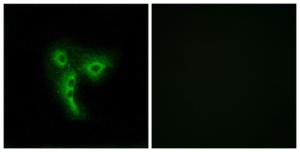 Immunofluorescence analysis of A549 cells using Anti-OR4A4 + OR4A47 Antibody. The right hand panel represents a negative control, where the Antibody was pre-incubated with the immunising peptide