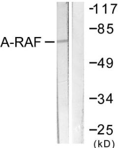 Western blot analysis of lysates from HeLa cells, treated with PMA 125ng/ml 30' using Anti-A-RAF Antibody. The right hand lane represents a negative control, where the antibody is blocked by the immunising peptide.