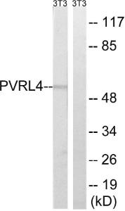 Antibody anti-PVRL4 100 µg