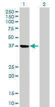 Anti-PSAT1 Mouse Polyclonal Antibody