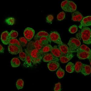 Immunofluorescent analysis of HepG2 cells stained with Anti-Prohibitin Antibody [PHB/3231] (CF&#174; 488) (Green). Nuclear counterstain is RedDot