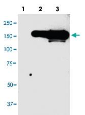 Anti-GFP Mouse Monoclonal Antibody [clone: 946as]