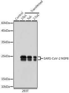 Western blot analysis of extracts of normal 293T cells and 293T transfected with NSP8 Protein, using Anti-SARS-CoV-2 NSP8 Antibody (A305339) at 1:10000 dilution. The secondary Antibody was Goat Anti-Rabbit IgG H&L Antibody (HRP) at 1:10000 dilution