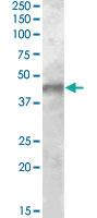 Anti-KCNJ11 Goat Polyclonal Antibody