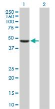 Anti-TFAP2D Mouse Polyclonal Antibody