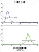 Anti-P4HB Rabbit Polyclonal Antibody