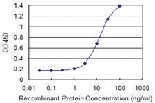 Anti-GALNT1 Mouse Monoclonal Antibody [clone: 3C10]