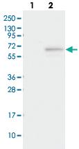 Anti-SAXO1 Rabbit Polyclonal Antibody